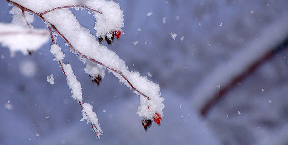 hiver et fruits