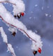 hiver début avec fruits dans arbre