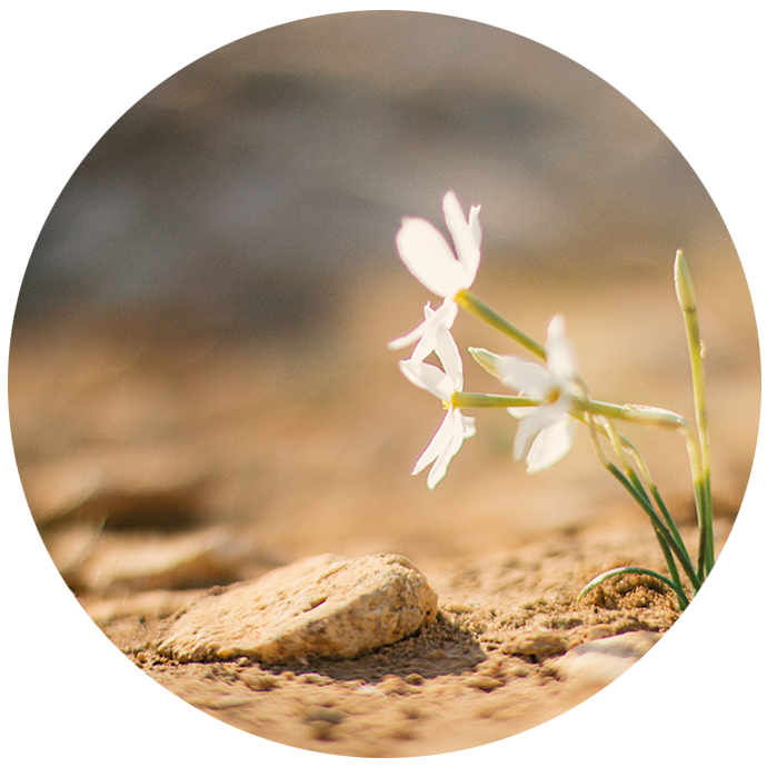 fleur dans le désert