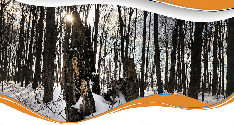 forêt en hiver