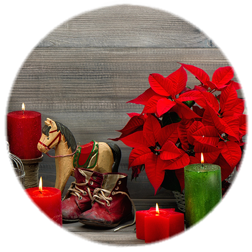 Poinsétia de Noël